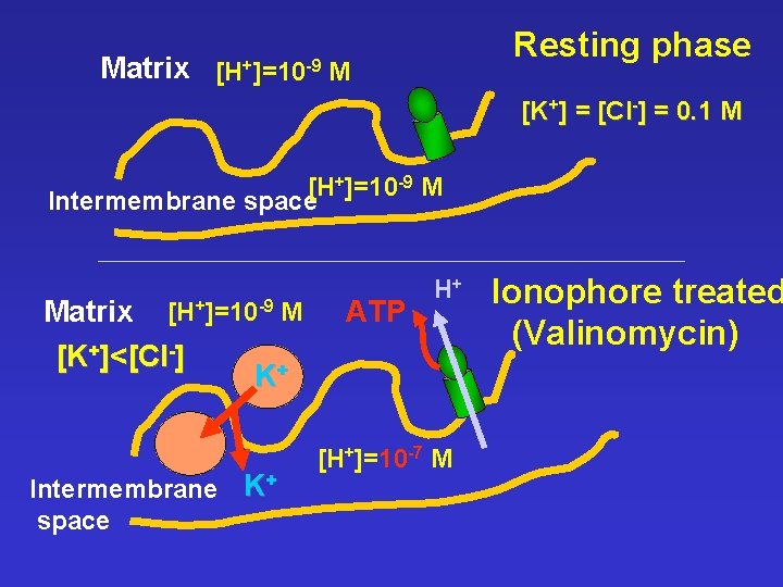 Resting phase Matrix [H+]=10 -9 M [K+] = [Cl-] = 0. 1 M [H+]=10