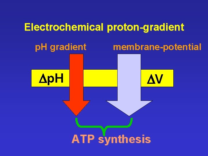 Electrochemical proton-gradient p. H gradient Dp. H membrane-potential DV ATP synthesis 