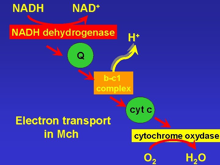 NADH NAD+ NADH dehydrogenase H+ Q b-c 1 complex Electron transport in Mch cyt