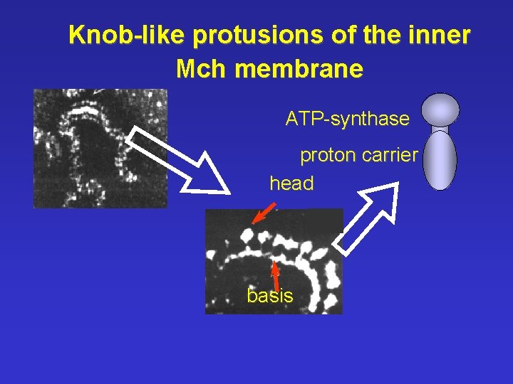 Knob-like protusions of the inner Mch membrane ATP-synthase proton carrier head basis 