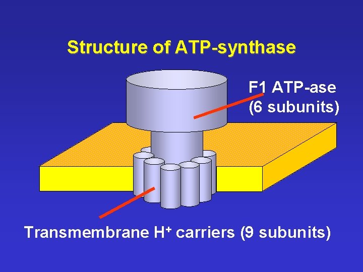 Structure of ATP-synthase F 1 ATP-ase (6 subunits) Transmembrane H+ carriers (9 subunits) 