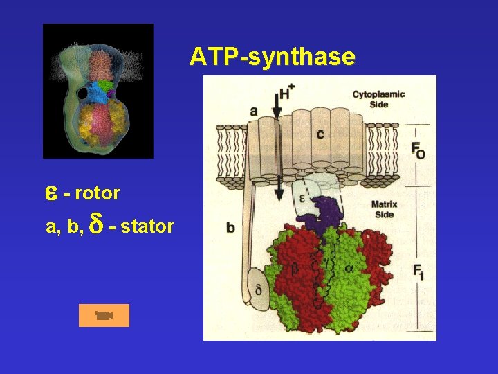 ATP-synthase e - rotor a, b, d - stator 