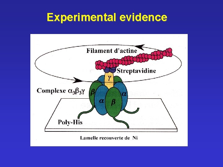 Experimental evidence 