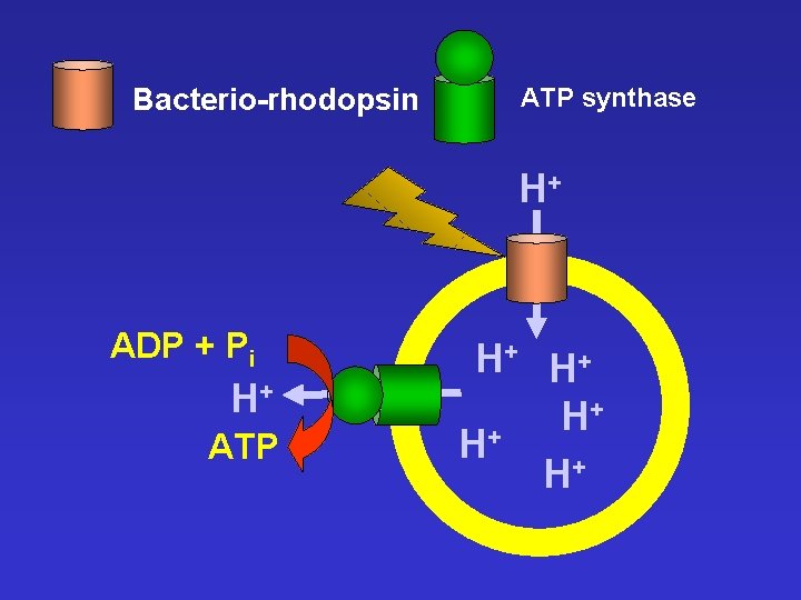 Bacterio-rhodopsin ATP synthase H+ ADP + Pi H+ ATP H+ H+ + H H+