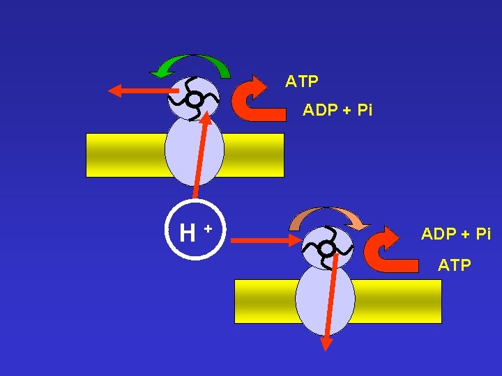 ATP ADP + Pi H+ ADP + Pi ATP 