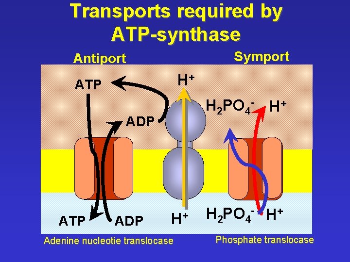 Transports required by ATP-synthase Symport Antiport H+ ATP H 2 PO 4 - H+