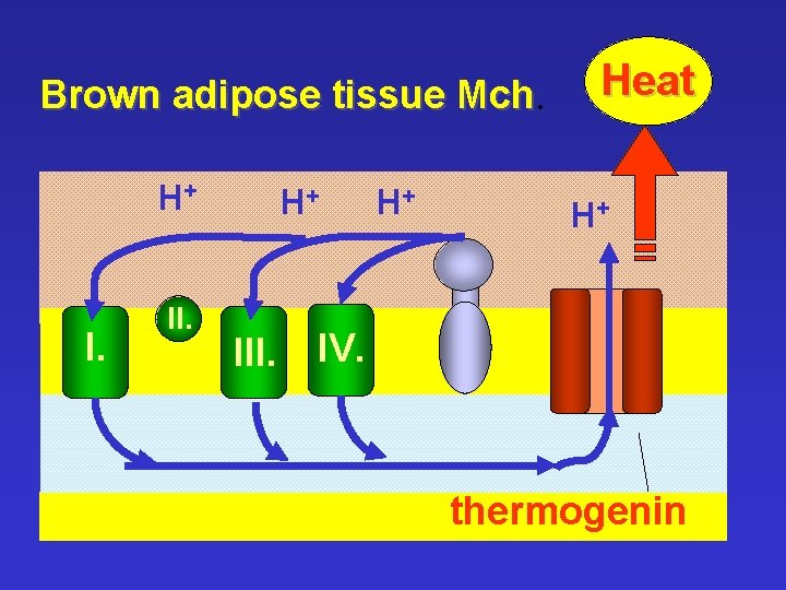 Brown adipose tissue Mch. H+ I. II. H+ III. H+ Heat H+ IV. thermogenin