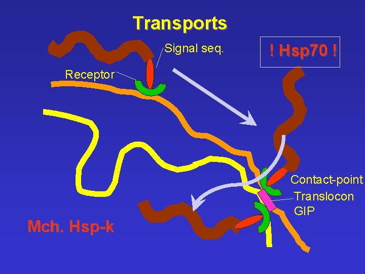 Transports Signal seq. ! Hsp 70 ! Receptor Mch. Hsp-k Contact-point Translocon GIP 