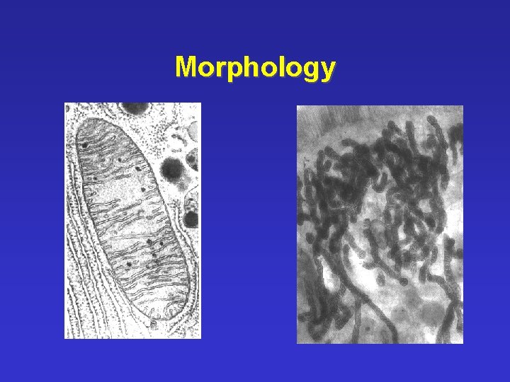 Morphology 