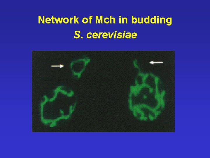 Network of Mch in budding S. cerevisiae 