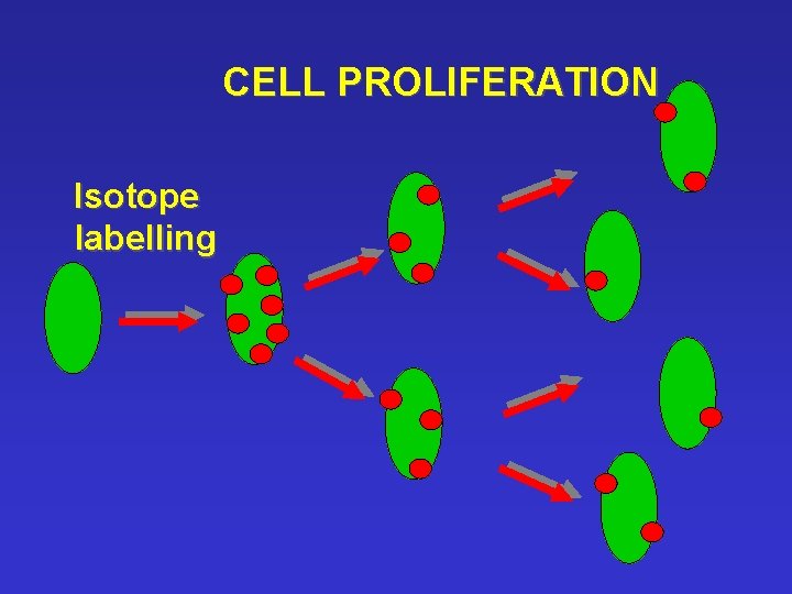 CELL PROLIFERATION Isotope labelling 