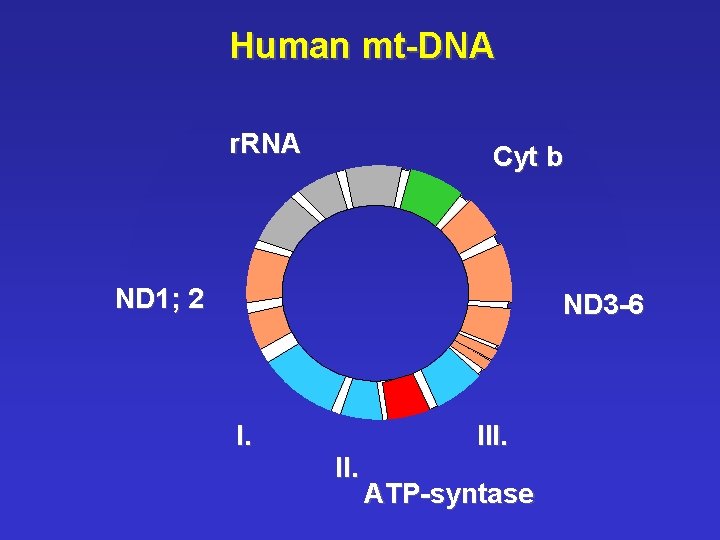 Human mt-DNA r. RNA Cyt b ND 1; 2 ND 3 -6 I. III.