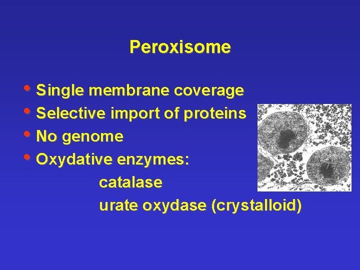 Peroxisome • Single membrane coverage • Selective import of proteins • No genome •
