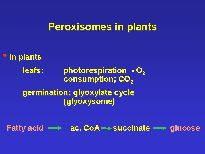 Peroxisomes in plants • In plants leafs: photorespiration - O 2 consumption; CO 2