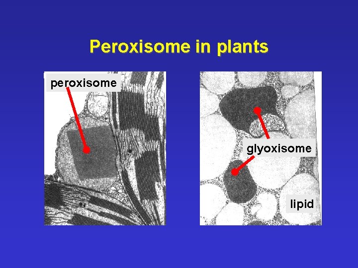 Peroxisome in plants peroxisome glyoxisome lipid 