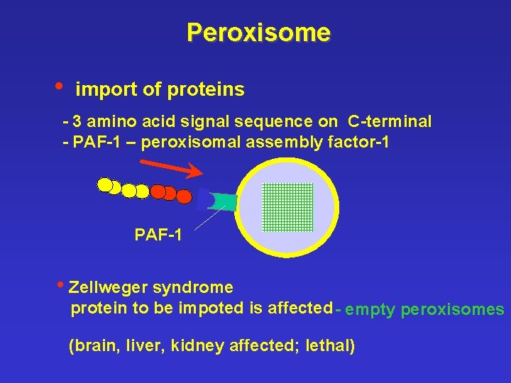 Peroxisome • import of proteins - 3 amino acid signal sequence on C-terminal -