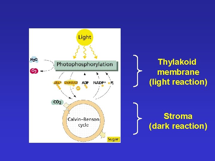 Thylakoid membrane (light reaction) Stroma (dark reaction) 