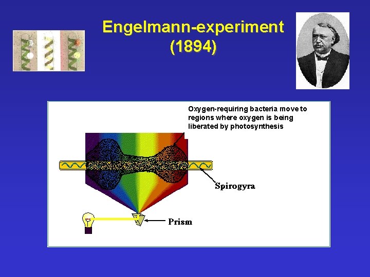 Engelmann-experiment (1894) Oxygen-requiring bacteria move to regions where oxygen is being liberated by photosynthesis