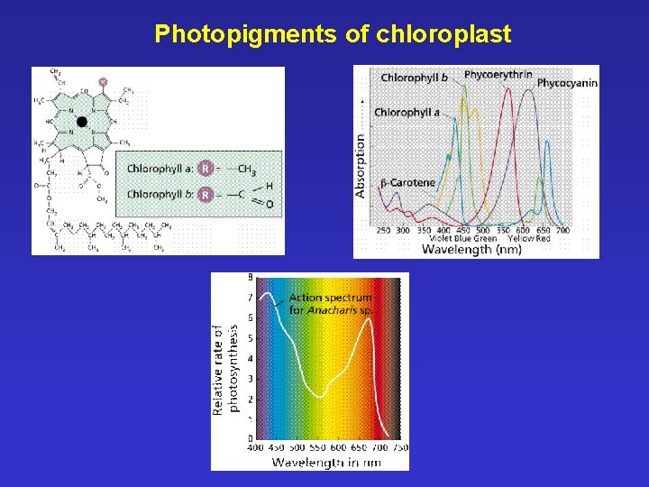 Photopigments of chloroplast 