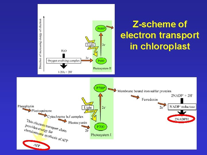 Z-scheme of electron transport in chloroplast 