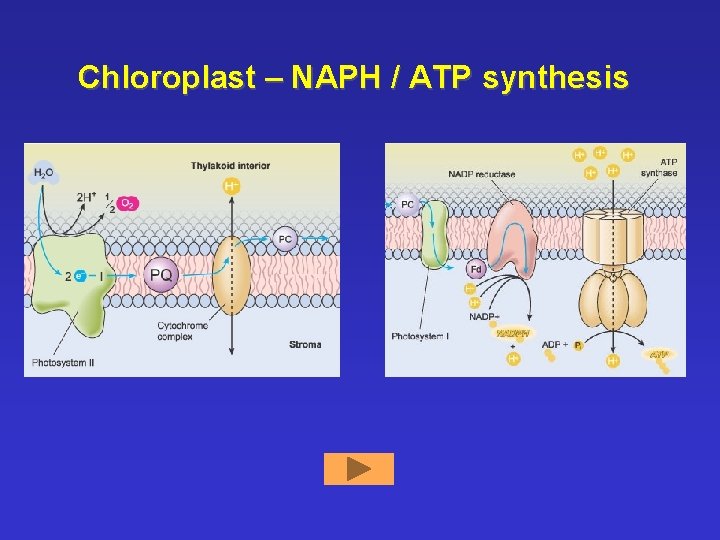 Chloroplast – NAPH / ATP synthesis 