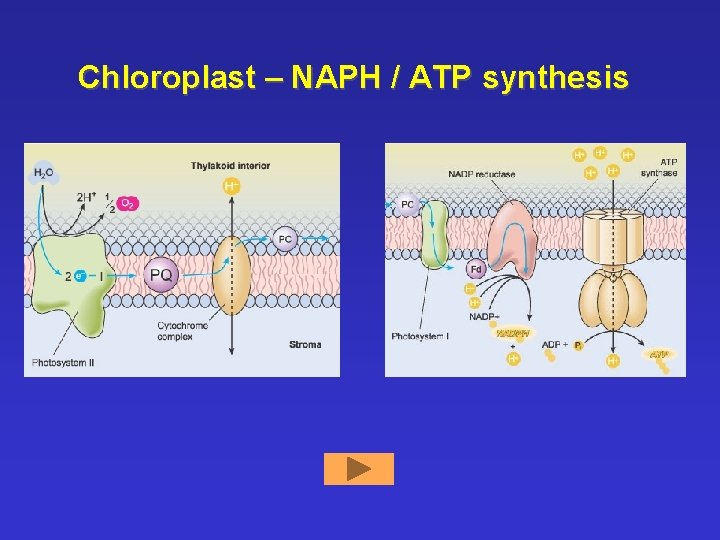 Chloroplast – NAPH / ATP synthesis 