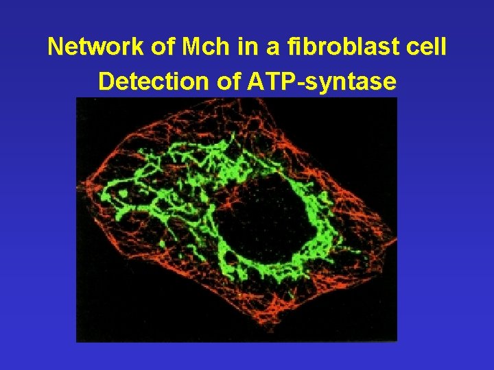 Network of Mch in a fibroblast cell Detection of ATP-syntase 