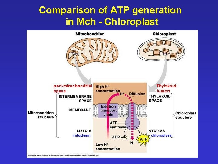 Comparison of ATP generation in Mch - Chloroplast 