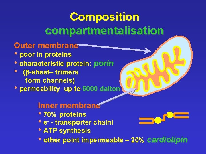 Composition compartmentalisation Outer membrane • poor in proteins • characteristic protein: porin • (b-sheet–