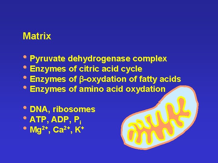 Matrix • Pyruvate dehydrogenase complex • Enzymes of citric acid cycle • Enzymes of