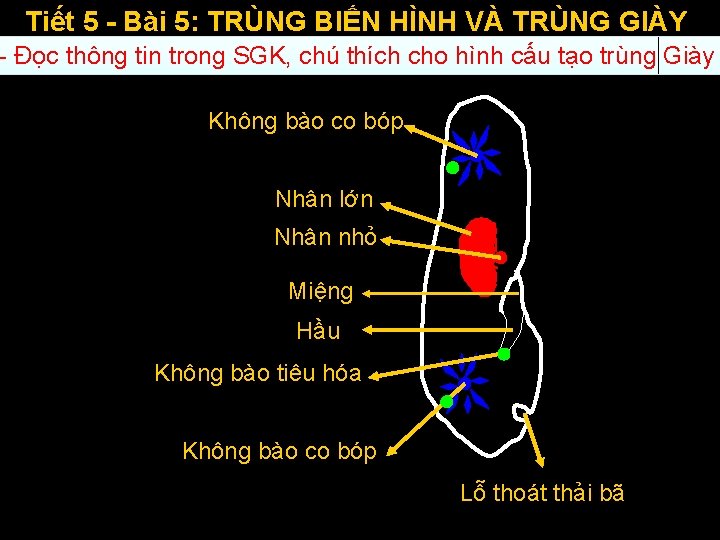 Tiết 5 - Bài 5: TRÙNG BIẾN HÌNH VÀ TRÙNG GIÀY - Đọc thông