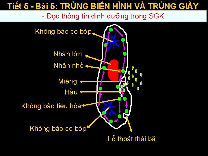 Tiết 5 - Bài 5: TRÙNG BIẾN HÌNH VÀ TRÙNG GIÀY - Đọc thông