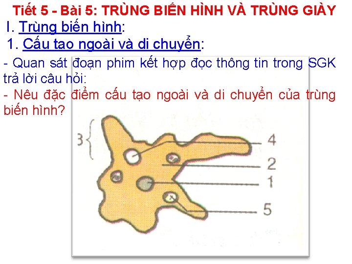 Tiết 5 - Bài 5: TRÙNG BIẾN HÌNH VÀ TRÙNG GIÀY I. Trùng biến