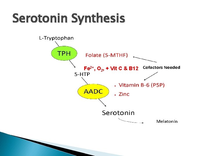 Serotonin Synthesis Fe 2+, O 2, + Vit C & B 12 