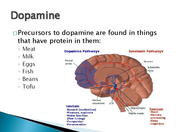 Dopamine � Precursors to dopamine are found in things that have protein in them: