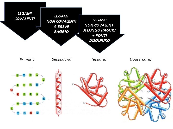 LEGAMI COVALENTI Primaria LEGAMI NON COVALENTI A BREVE RAGGIO Secondaria LEGAMI NON COVALENTI A