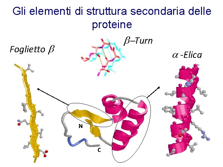 Gli elementi di struttura secondaria delle proteine -Turn Foglietto a -Elica N C 