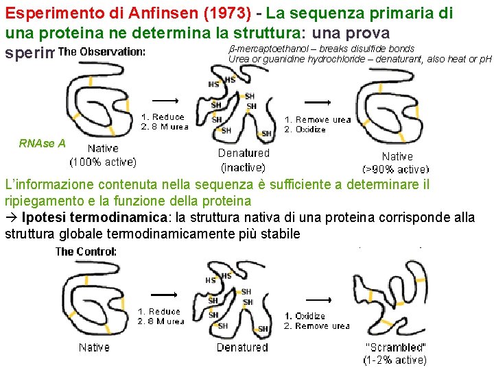 Esperimento di Anfinsen (1973) - La sequenza primaria di una proteina ne determina la