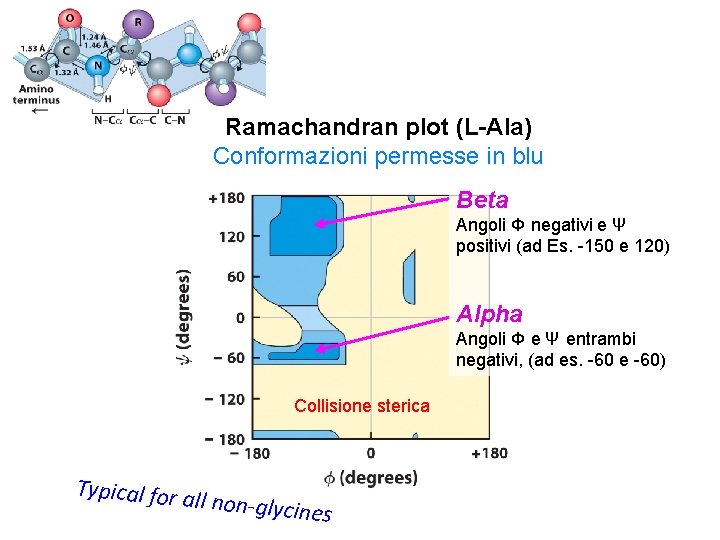 Ramachandran plot (L-Ala) Conformazioni permesse in blu Beta Angoli Φ negativi e Ψ positivi