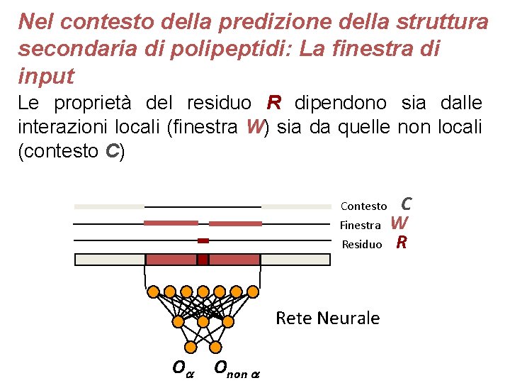 Nel contesto della predizione della struttura secondaria di polipeptidi: La finestra di input Le