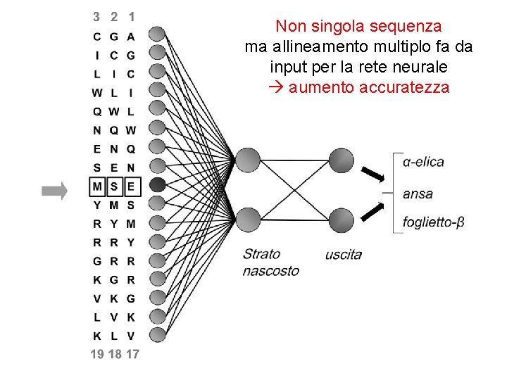 La finestra di. Non input singola sequenza ma allineamento multiplo fa da input per