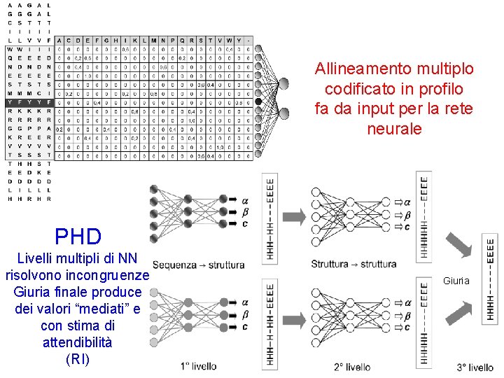 Allineamento multiplo codificato in profilo fa da input per la rete neurale PHD Livelli