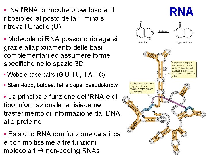  • Nell’RNA lo zucchero pentoso e’ il ribosio ed al posto della Timina