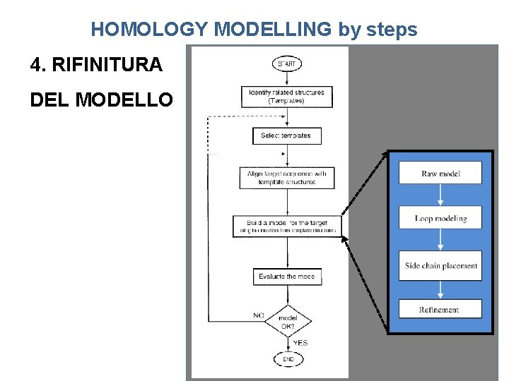 HOMOLOGY MODELLING by steps 4. RIFINITURA DEL MODELLO 