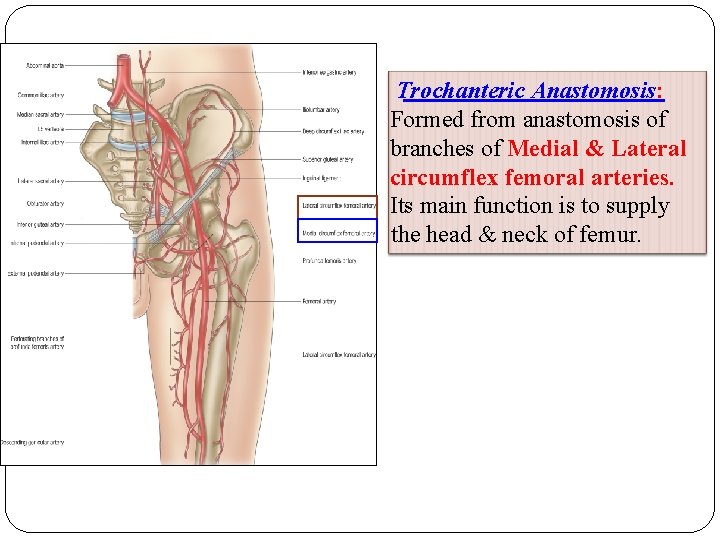 Trochanteric Anastomosis: Formed from anastomosis of branches of Medial & Lateral circumflex femoral arteries.