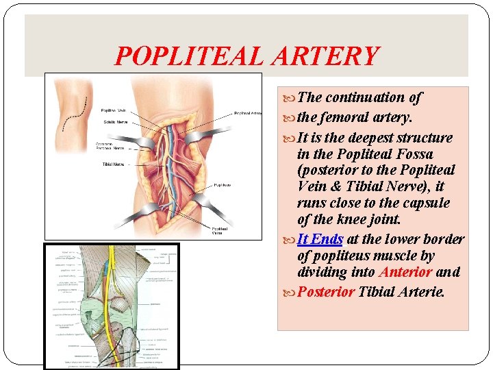 POPLITEAL ARTERY The continuation of the femoral artery. It is the deepest structure in