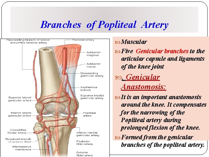 Branches of Popliteal Artery Muscular Five Genicular branches to the articular capsule and ligaments