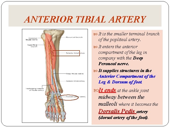 ANTERIOR TIBIAL ARTERY It is the smaller terminal branch of the popliteal artery. It ANTERIOR TIBIAL ARTERY It is the smaller terminal branch of the popliteal artery. It