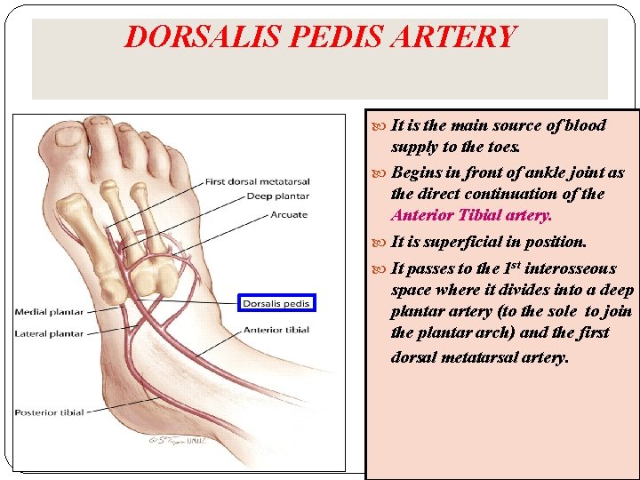 DORSALIS PEDIS ARTERY It is the main source of blood supply to the toes. DORSALIS PEDIS ARTERY It is the main source of blood supply to the toes.