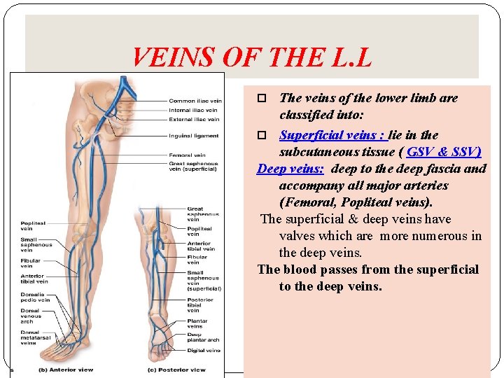 VEINS OF THE L. L The veins of the lower limb are classified into: